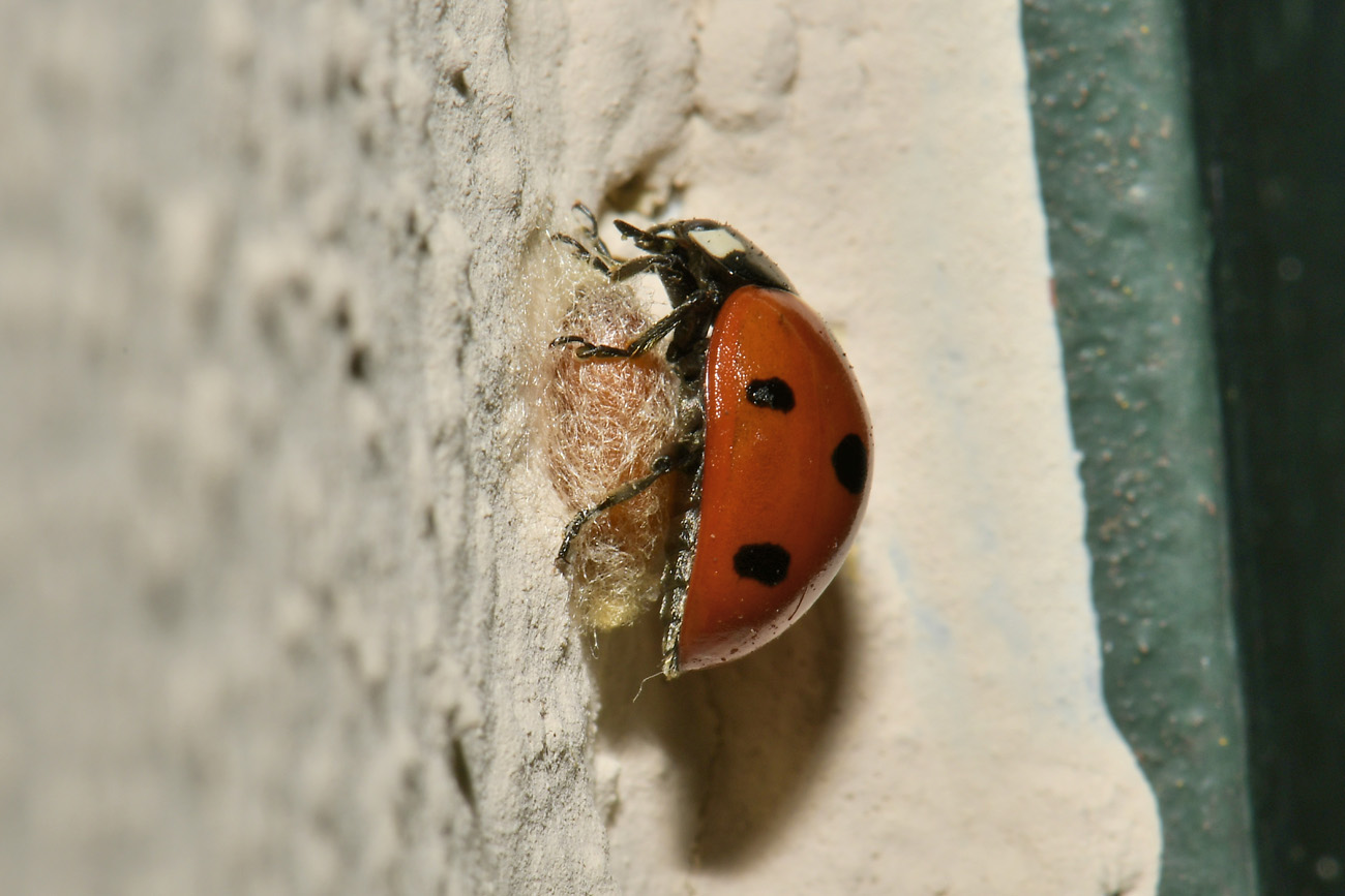 Chioccinella... septempunctata